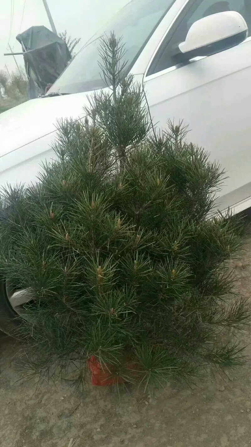 一米白皮松山西白皮松白皮松