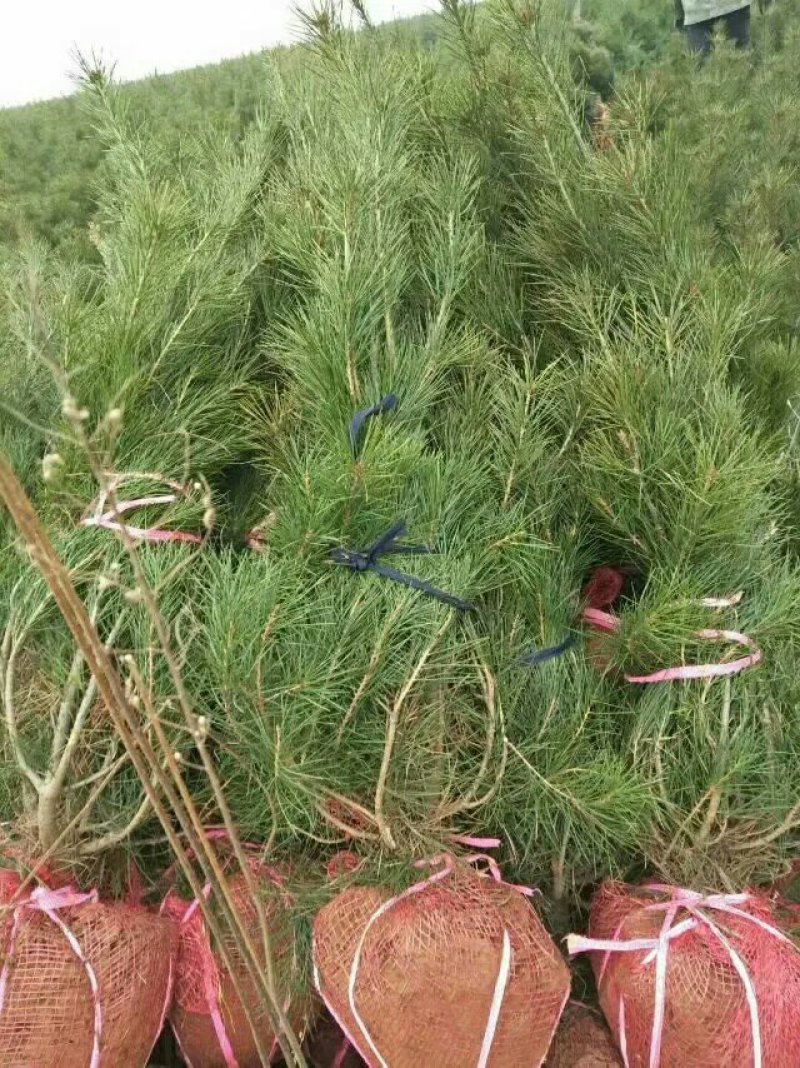 一米白皮松山西白皮松白皮松
