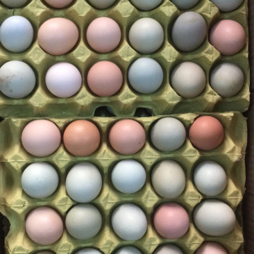 凯发禽蛋粮油批发