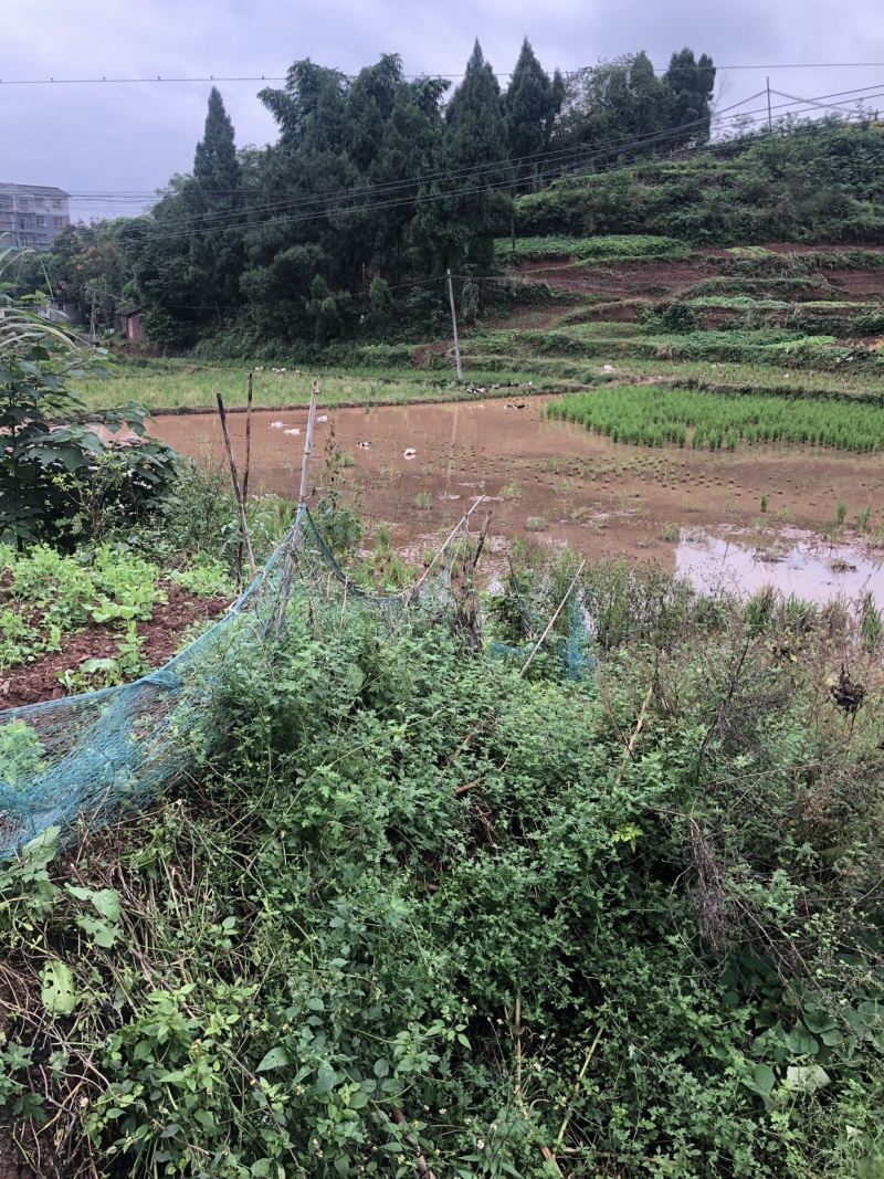 五谷杂粮农家黄毛鸭，花边鸭