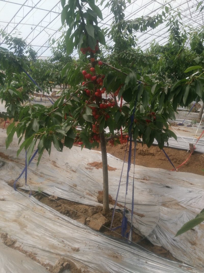矮化樱桃苗，吉塞拉6砧木，美早，俄八，福晨，