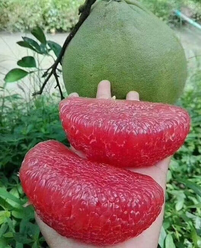 泰国红宝石青皮柚子苗