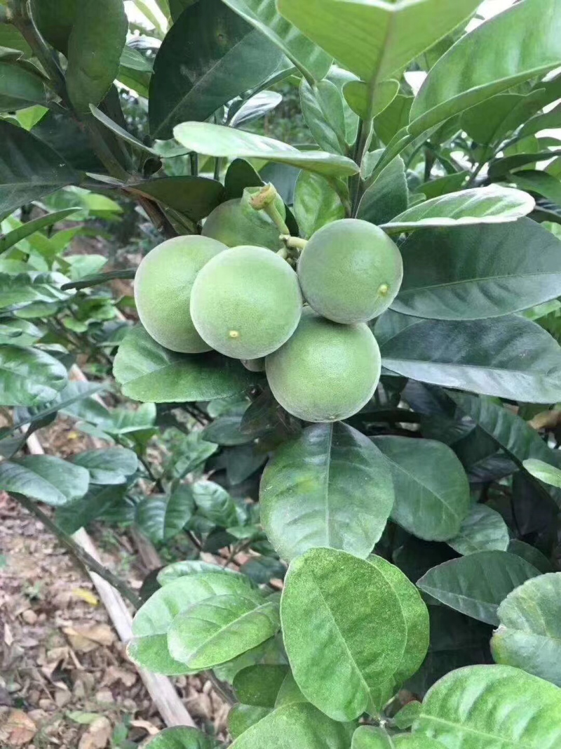 泰国红宝石青皮柚子苗