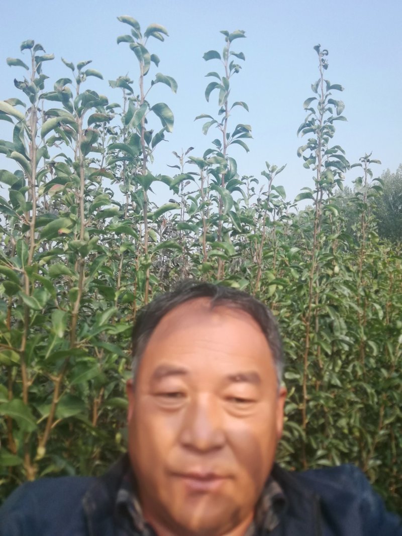 精选山东丑梨苗，山东直发，货源充足，量大优惠
