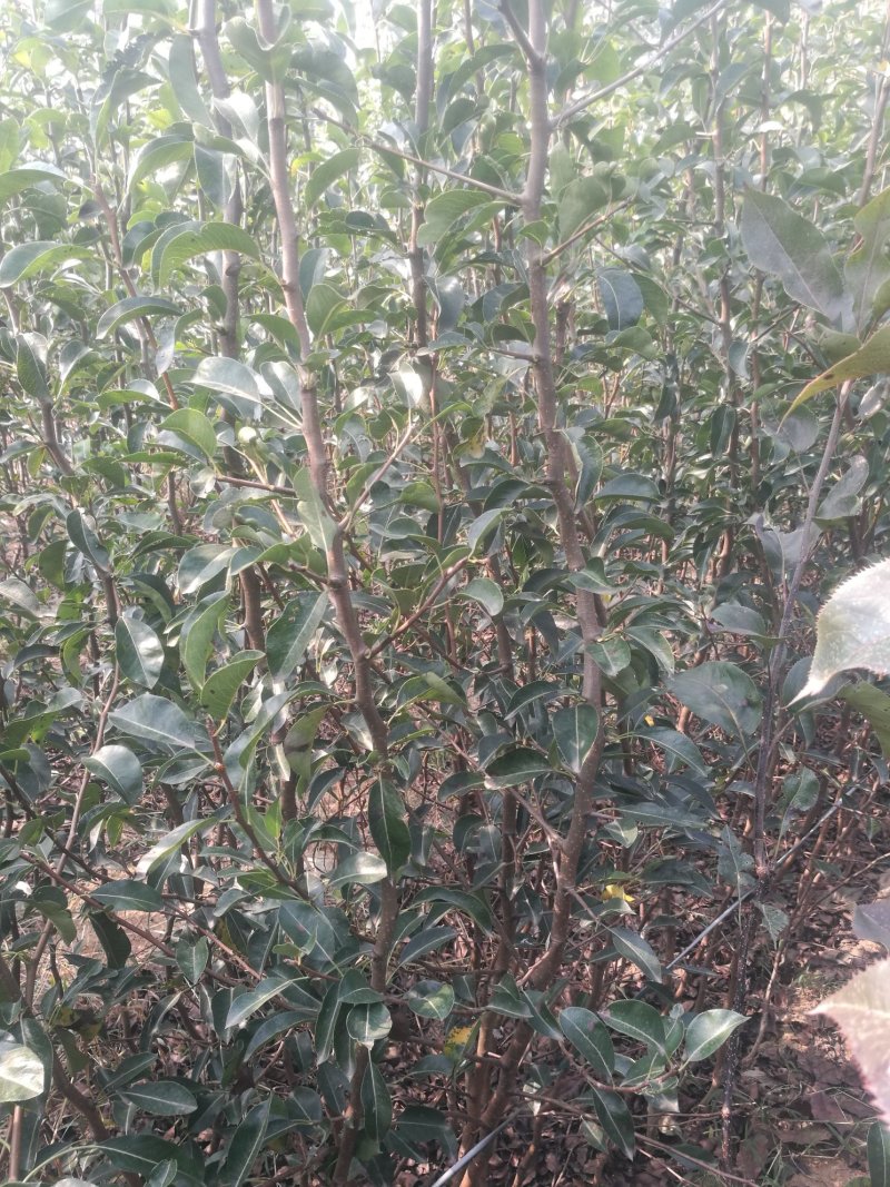 精选山东丑梨苗，山东直发，货源充足，量大优惠