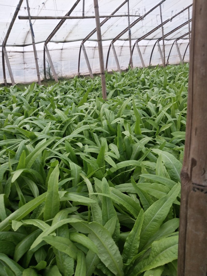 油麦菜大量有货，要的联系