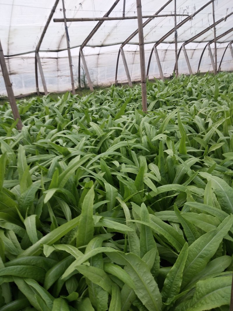 油麦菜大量有货，要的联系