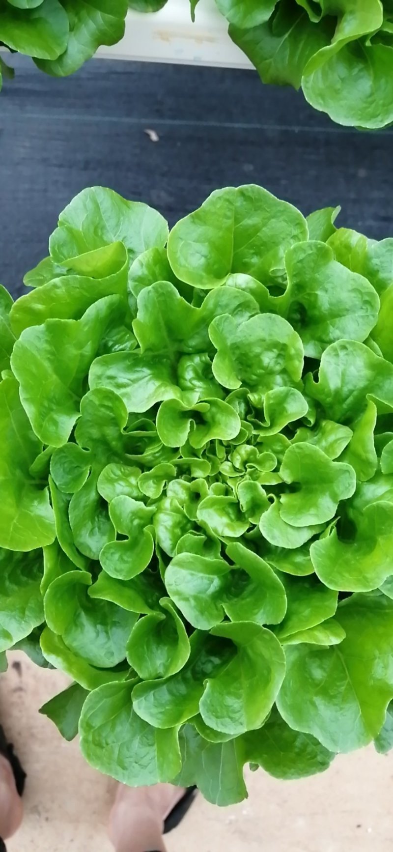 水培蔬菜
