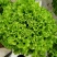 水培蔬菜
