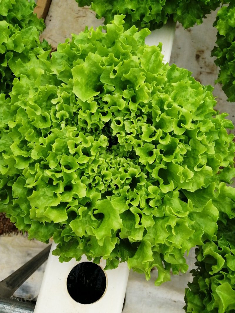 水培蔬菜