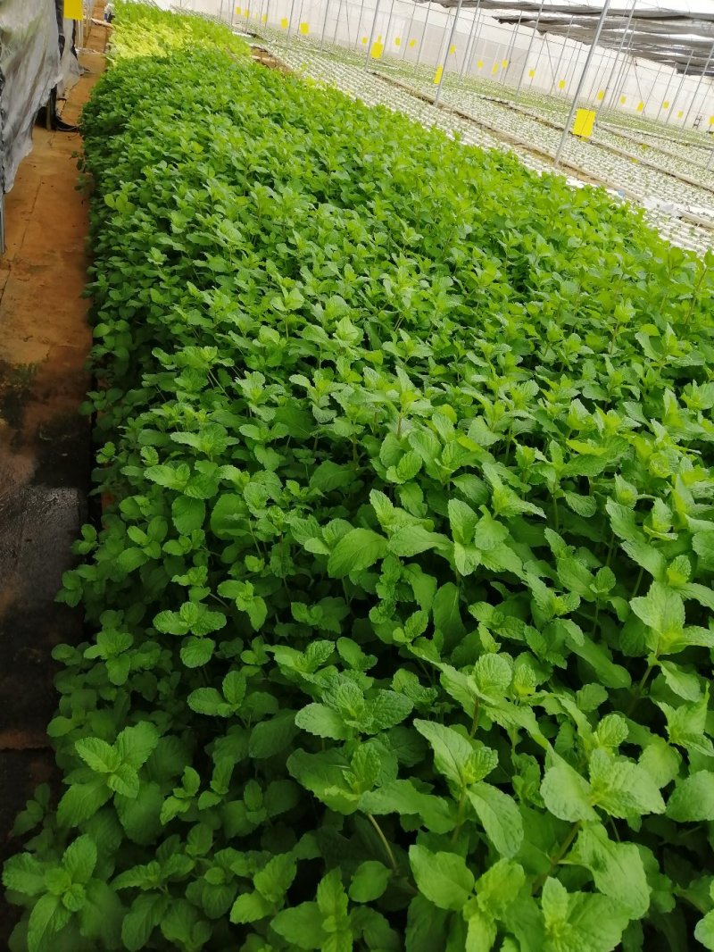 水培蔬菜