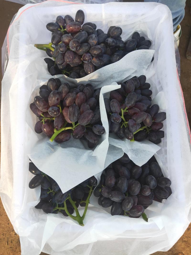 河北A17紫甜无核葡萄产地代办一手货源价格优惠