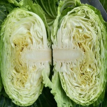 包菜绿园，丰园，**一号松包莲花白