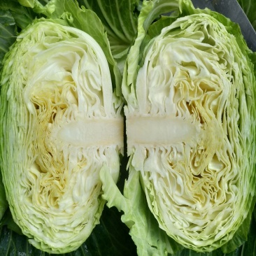 包菜绿园，丰园，**一号松包莲花白
