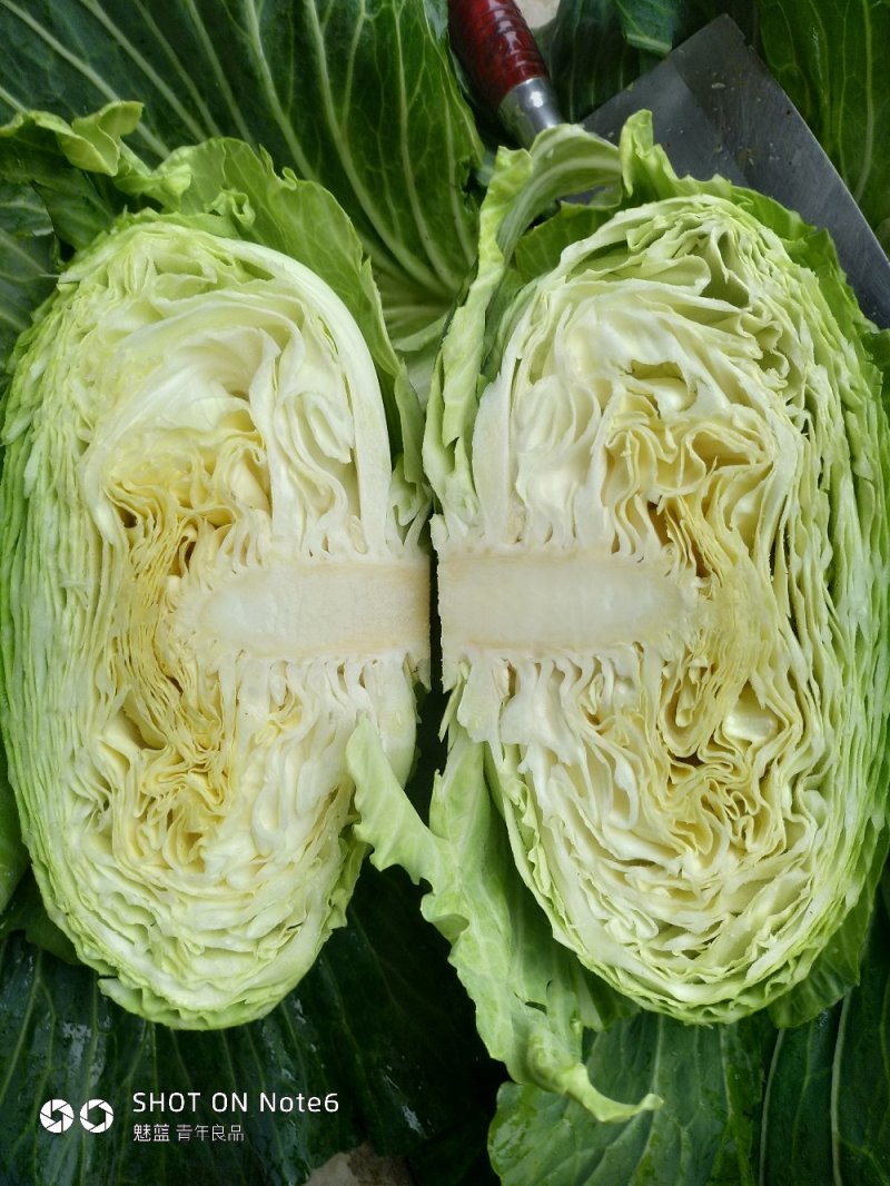 包菜绿园，丰园，**一号松包莲花白