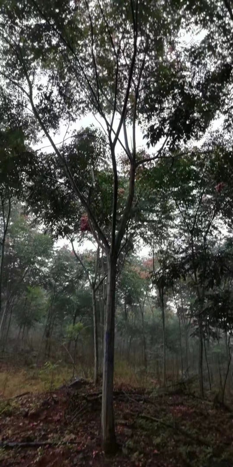 栾树10-15公分！有量