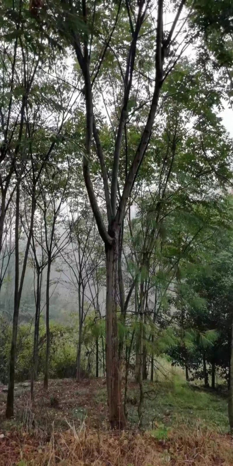 栾树10-15公分！有量