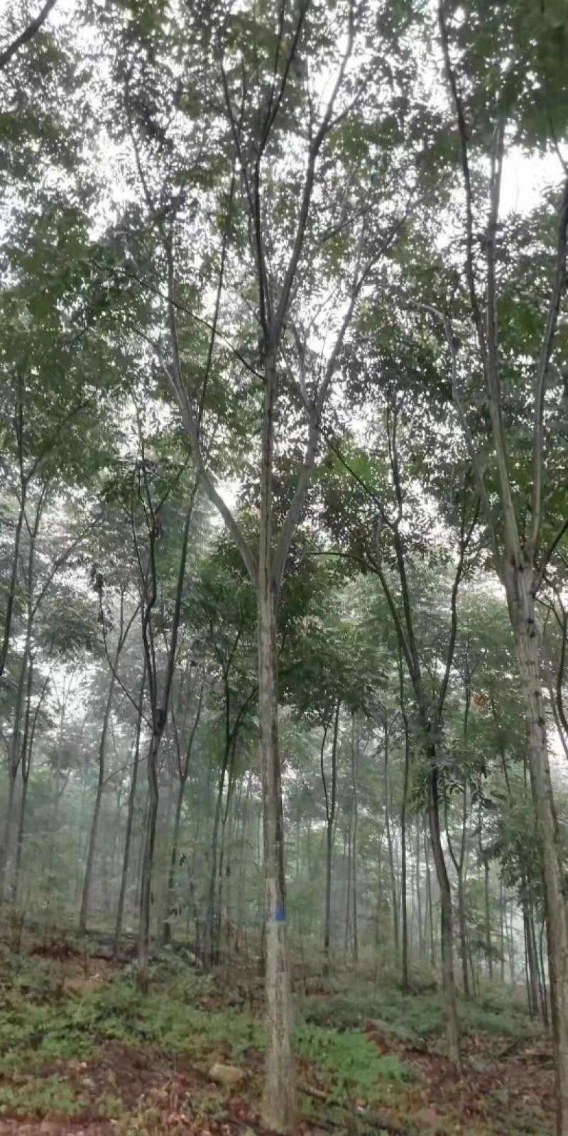 栾树10-15公分！有量
