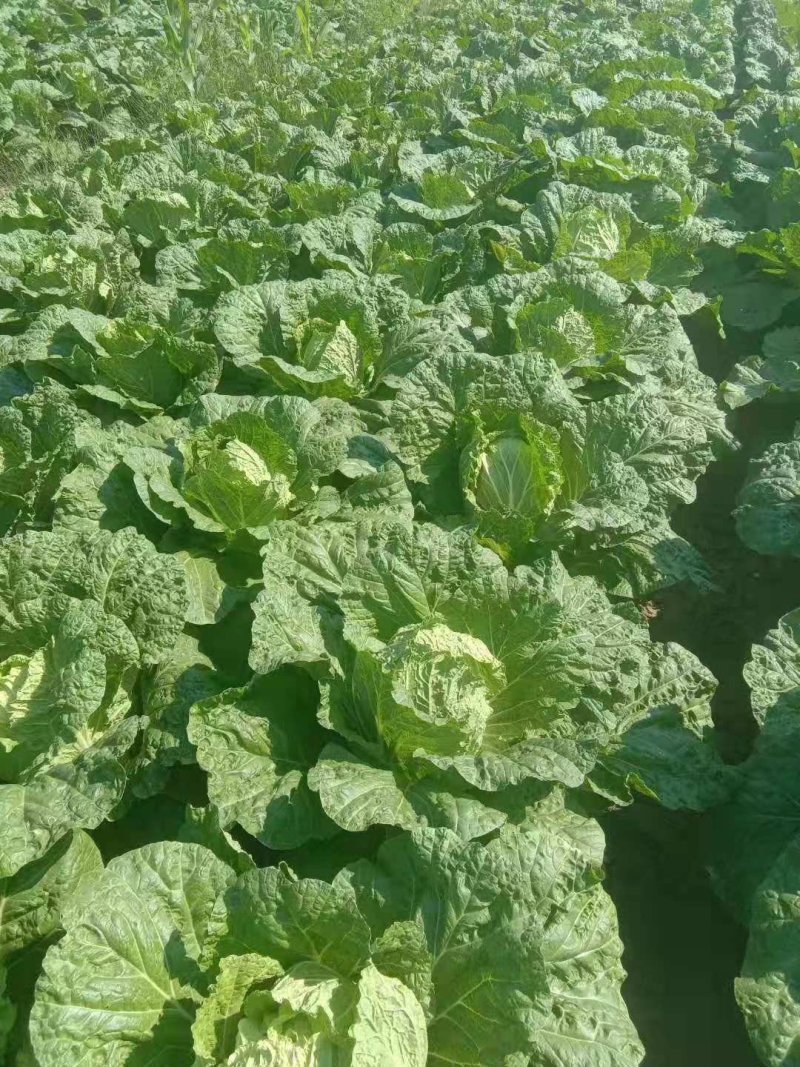 湖北白菜黄心大白菜批发商.电商.超市.加工厂合作共赢