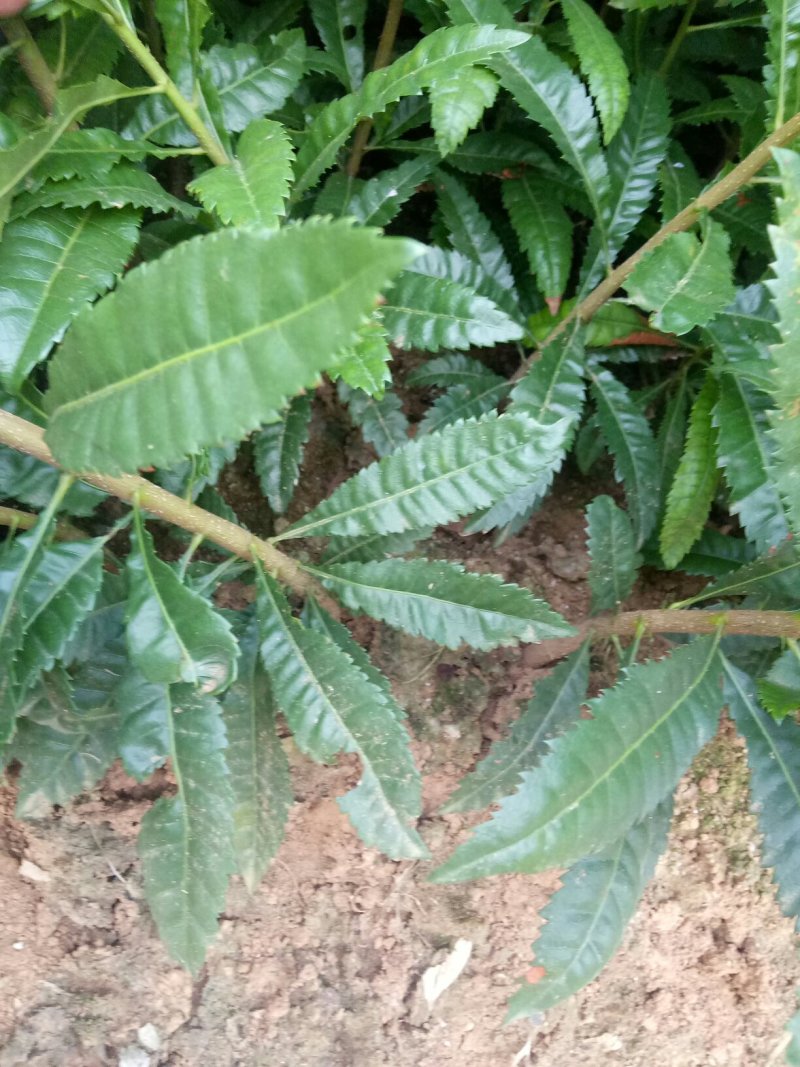 场地大量供应杨梅苗杨梅小苗杨梅芽苗