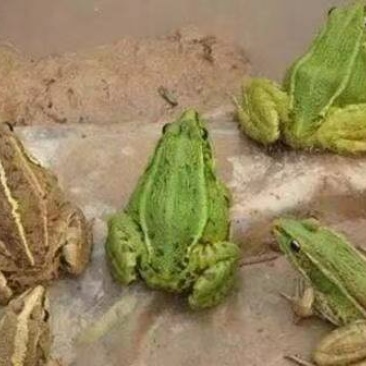 活体黑斑蛙青蛙苗幼蛙小蝌蚪苗成品蛙