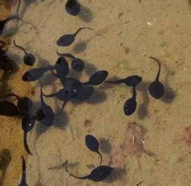 活体黑斑蛙青蛙苗幼蛙小蝌蚪苗成品蛙