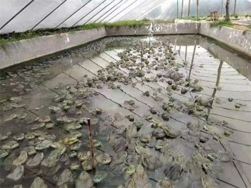 活体黑斑蛙青蛙苗幼蛙小蝌蚪苗成品蛙