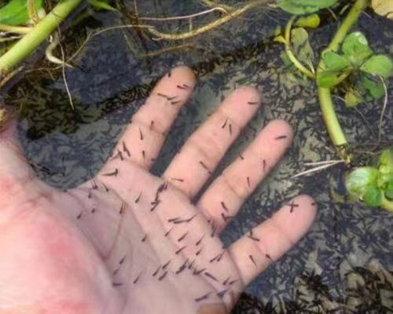活体黑斑蛙青蛙苗幼蛙小蝌蚪苗成品蛙