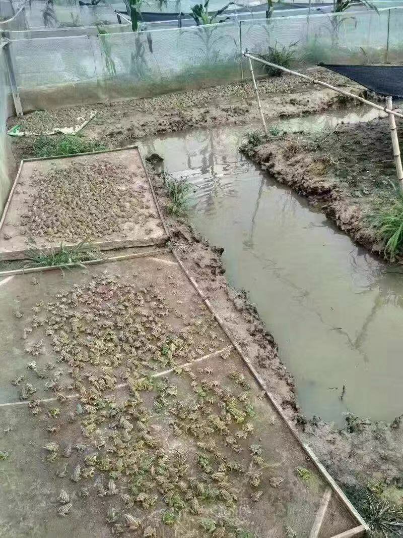 活体黑斑蛙青蛙苗幼蛙小蝌蚪苗成品蛙