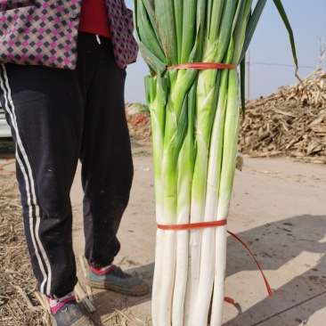 章丘大葱
