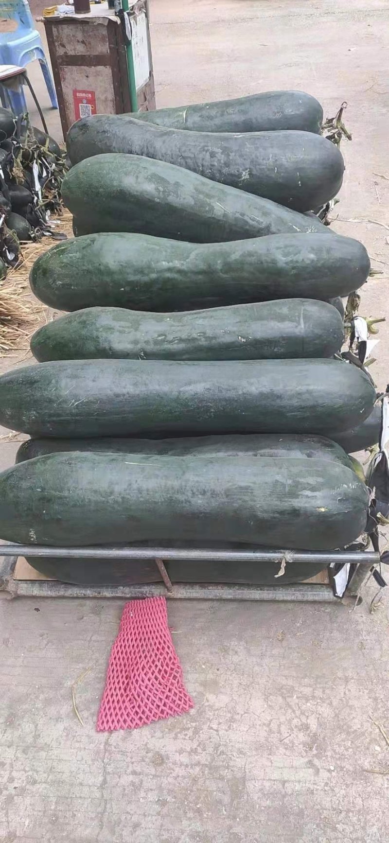 【推荐】精品黑皮吊冬瓜基地直供高品质耐运输全国发货优惠