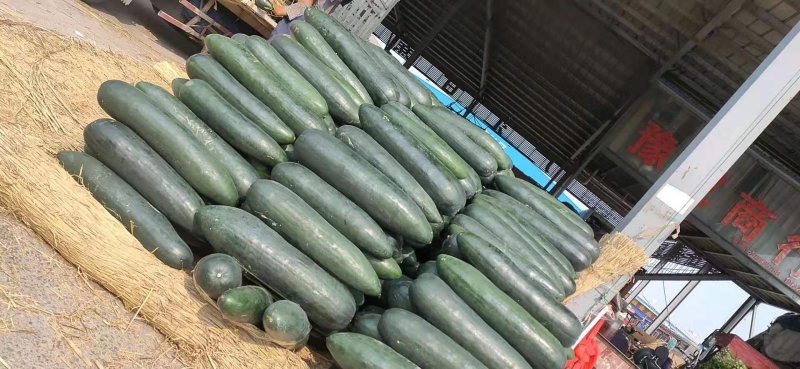 【推荐】精品黑皮吊冬瓜基地直供高品质耐运输全国发货优惠