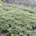 秦岭红拐枣苗