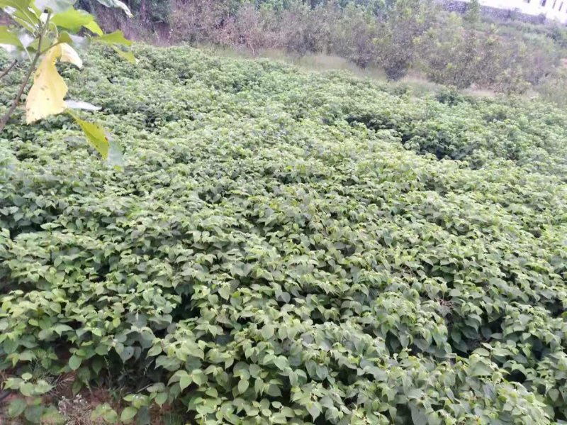 秦岭红拐枣苗