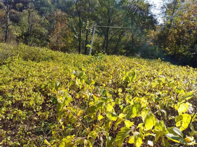秦岭红拐枣苗