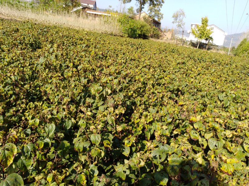 秦岭红拐枣苗