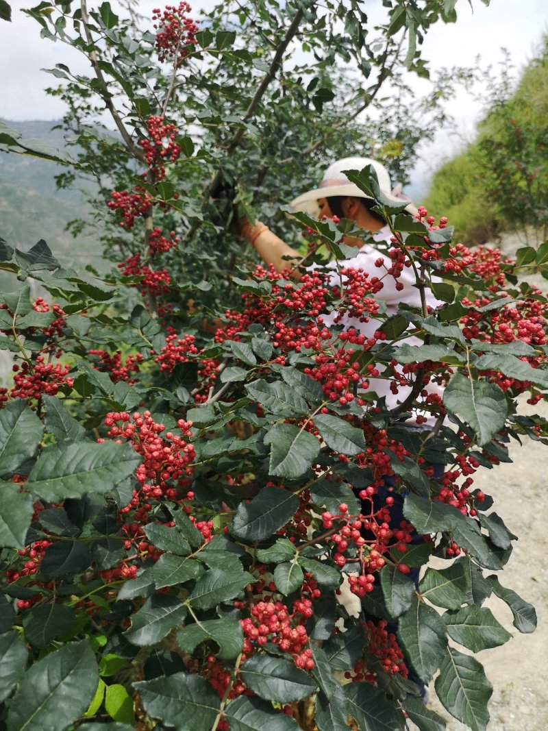 陇南武都梅花大红袍花椒500g包装起色红味麻