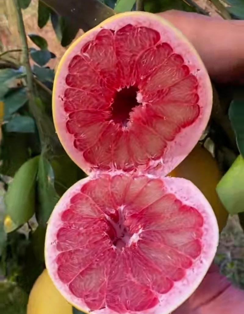 三红蜜柚苗，红心柚，种植次年开花结果。