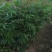 四季龙眼树苗，四季开花结果