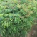 四季龙眼树苗，四季开花结果