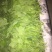 【有好货】精品豌豆尖【渝绿生鲜】有好货