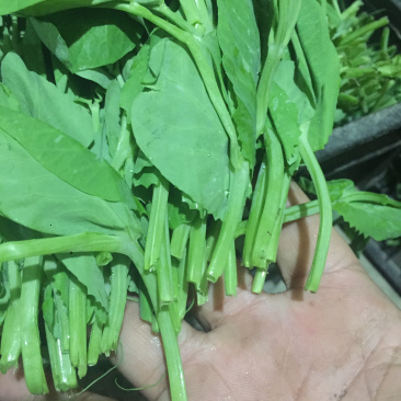 【有好货】精品豌豆尖【渝绿生鲜】有好货