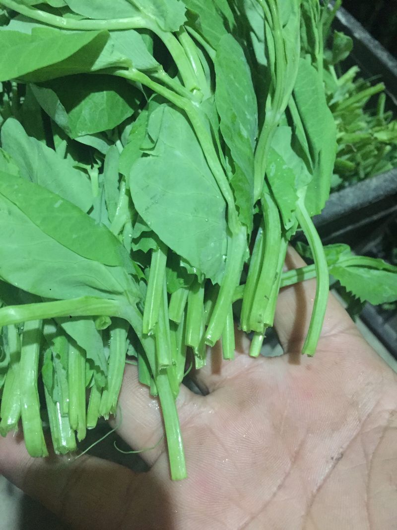 【有好货】精品豌豆尖【渝绿生鲜】有好货