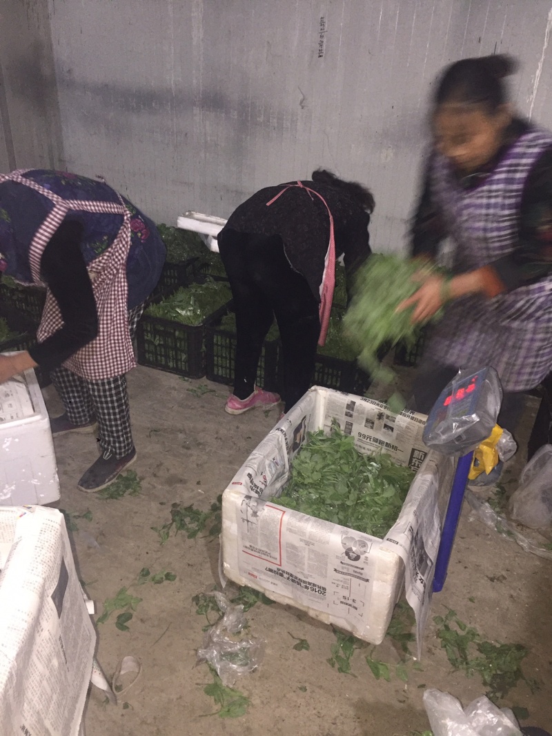 【有好货】精品豌豆尖【渝绿生鲜】有好货