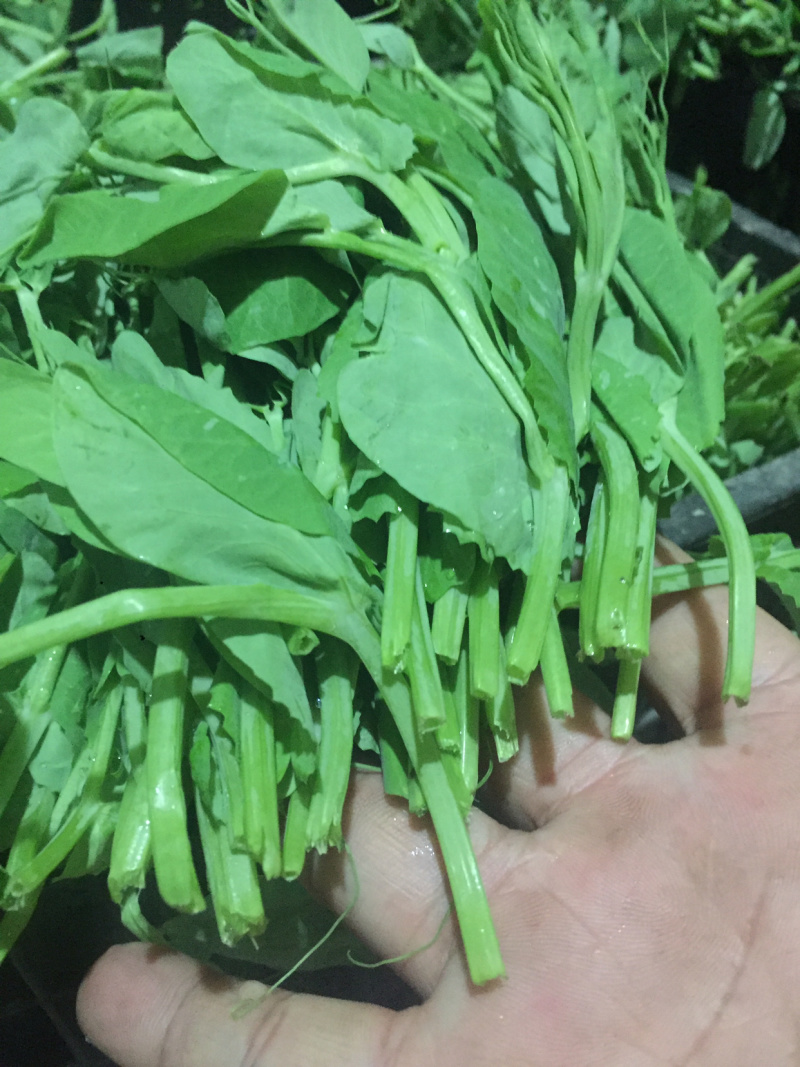 【有好货】精品豌豆尖【渝绿生鲜】有好货