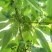恩施高山山胡椒木姜子原生苗，香味浓郁，持久留香