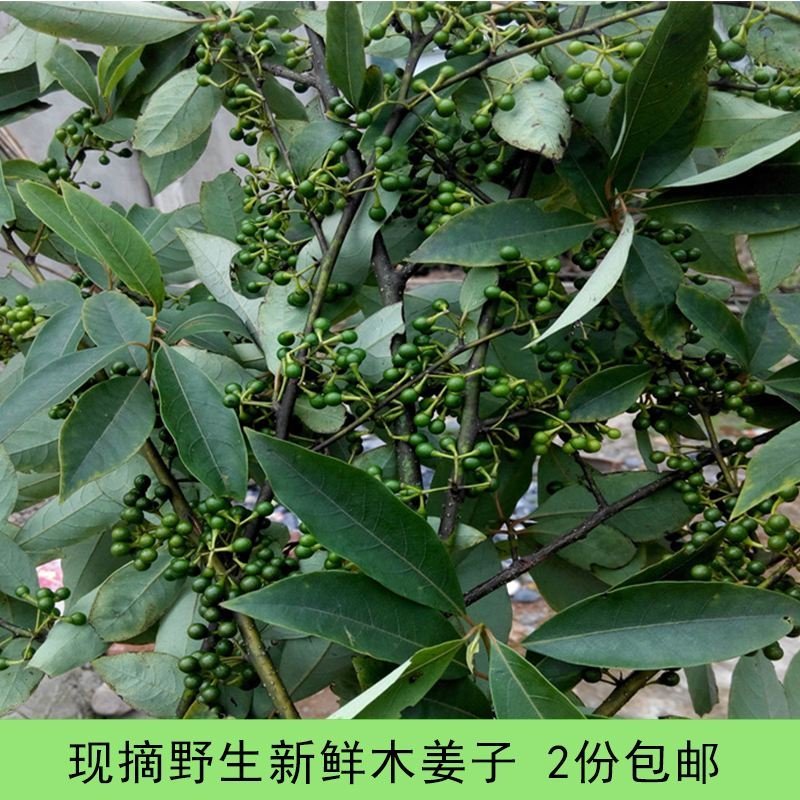 恩施高山山胡椒木姜子原生苗，香味浓郁，持久留香