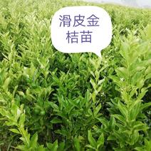 广西柳州融安县优质滑皮金桔苗，量大从优，可看视频包邮