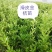 广西柳州融安县优质滑皮金桔苗，量大从优，可看视频包邮