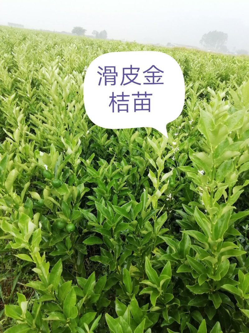 广西柳州融安县优质滑皮金桔苗，量大从优，可看视频包邮